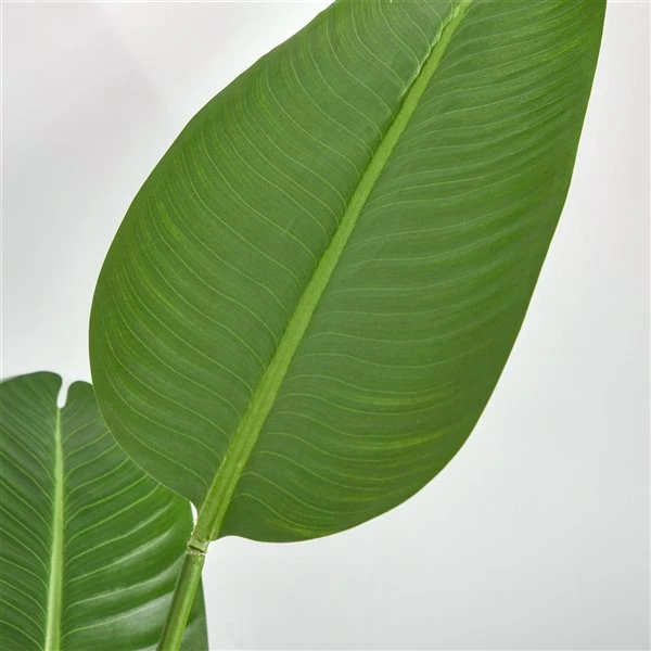 Bananier artificiel HomCom de 63 po en pot, vert 5 Bananier artificiel HomCom de 63 po en pot, vert – Image 5